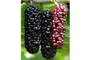 Illinois Everbearing Mulberry Tree: Year-Round Sweet Fruit