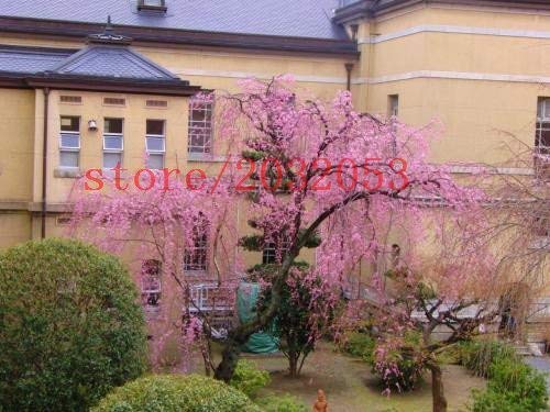 20 Semi Di Ciliegio Piangente - Per Bonsai Sakura | Giardino DIY - Foto 7