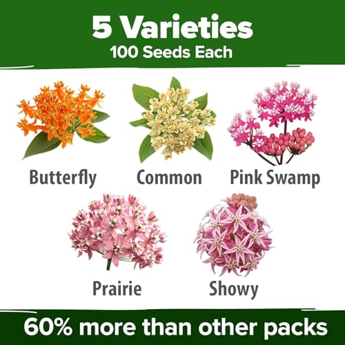 Image of HOME GROWN Milkweed Flower Seeds - 500+ Heirloom Perennial Wildflower Seeds (5 Individual Varieties) Supports Monarch Habitat, Grows in Zones 3-11 (Asclepias syriaca)