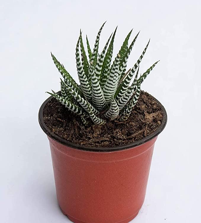 Live Zebra Haworthia, Succulent Air Purifier Indoor Live Plant Zebra Cactus| Striking Succulent | For Living Room Bedroom Home and Office Dcor | With Pot-image-9