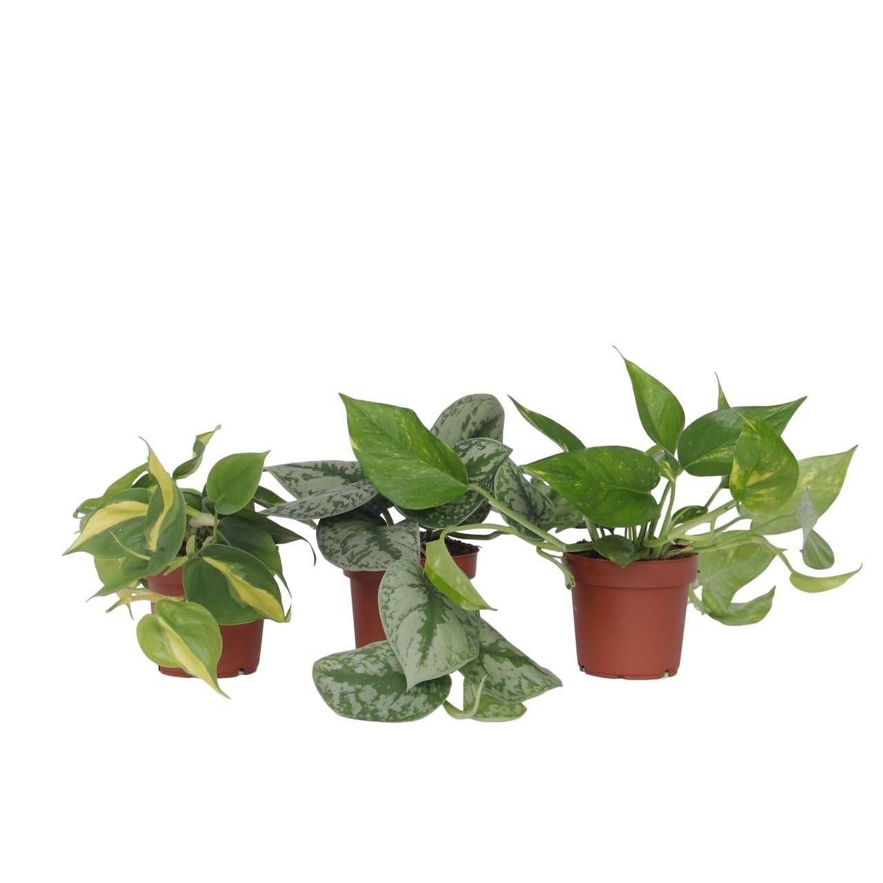 Plant in a Box - Efeutute - 3er Mix - Philodendron, Epipremnum - Hhe  2540cm - Topf 12cm - Zimmerpflanzen - Grn : Amazon.de: Garten