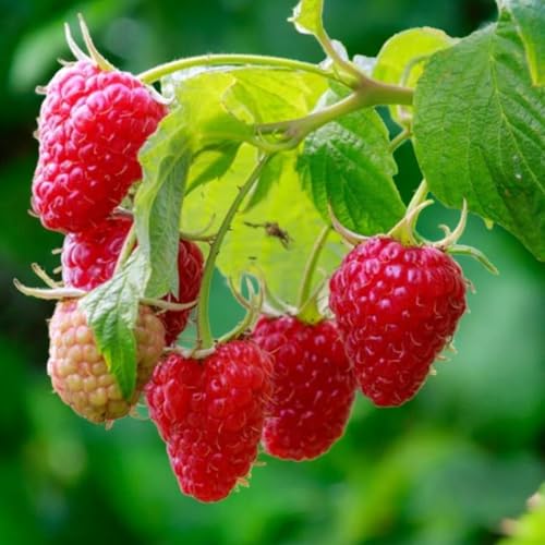 Carbeth Plants Raspberry Fruit Plant in 9cm Pot - Choose Your Variety - Easy Grow Fruit Bush for Gardens & Allotments (Cascade Delight 1)