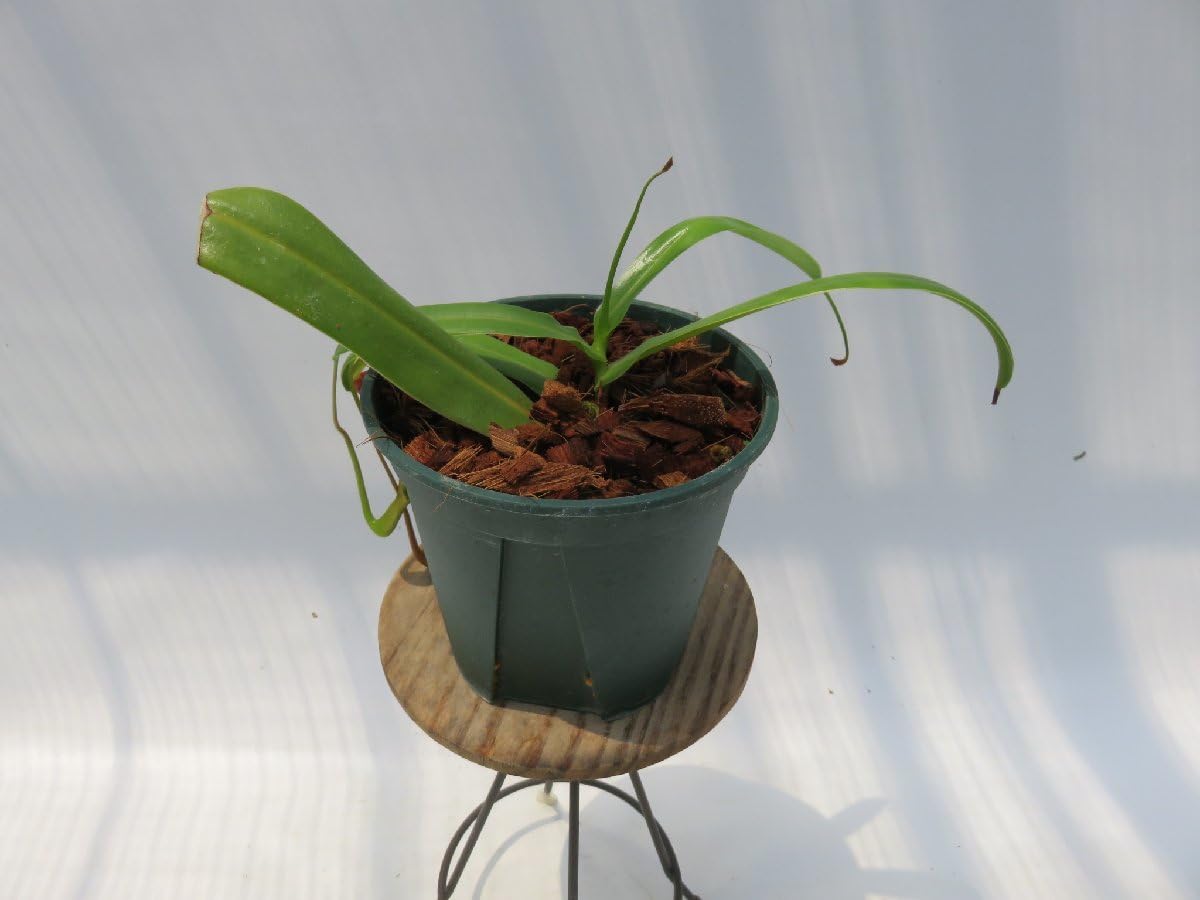 Amazon.co.jp: N.ventricosa Polis Pass AOK-IHR 4号現品限り