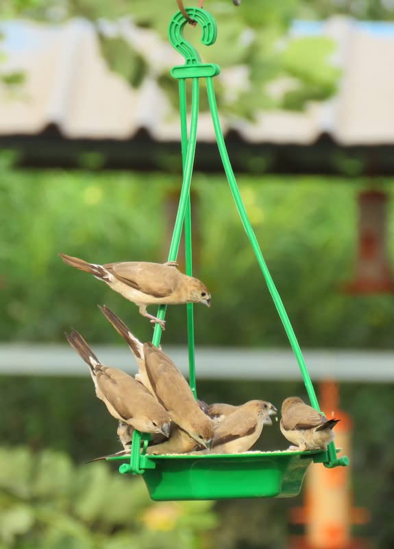 Amijivdaya Plastic Bowl Bird Feeder for Food & Water, Multipurpose, Small (B0B5L5TWFH) Amazon Price History, Amazon Price Tracker