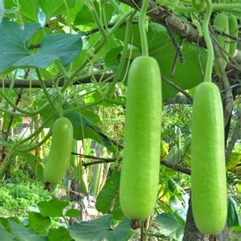 2 Pack x 100 Seeds - Long Bottle Gourd Seeds for Planting - Calabash Or Opo Squash Seeds | White-Flowered Gourd Squash Lauki Doodhi Seeds | Lauki Or Dudhi Sponge Gourd Cucuzza Seeds - The Rike