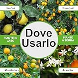 Zoom IMG-1 bioki prodigio limone gold concime Zoom IMG-1 bioki prodigio limone gold concime