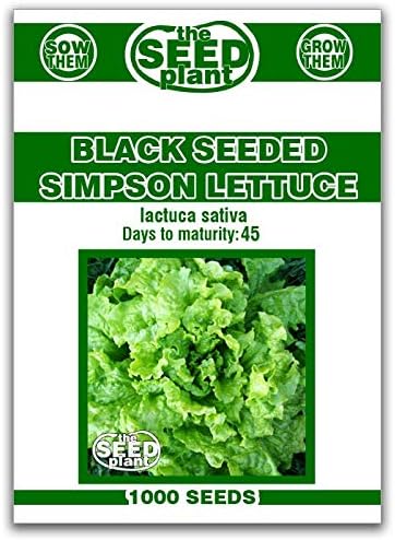 Black Seeded Simpson Lettuce Seeds - 1,000 Seeds Non-GMO