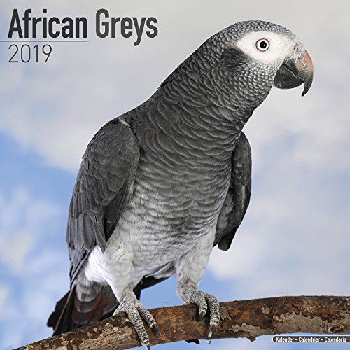 African Grey Calendar - African Grey Parrot Calendar - Parrot Calendar - Calendars 2018 - 2019 Wall Calendars - Bird Calendars - Monthly Wall Calendar by Avonside