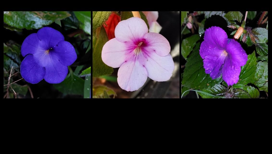 Achimenes Schiefteller " Prachtmischung " 3 Rhizome/Knollen : Amazon.de:  Garten