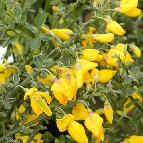 3 x mix di Cytisus: Lena + Boskoop Ruby + Allgold - 3 x Ginestra | Giallo-rosso, giallo e rosso - piccolo arbusto, densamente cespuglioso, alto fino a 150 cm - 3 x 1,5 litri