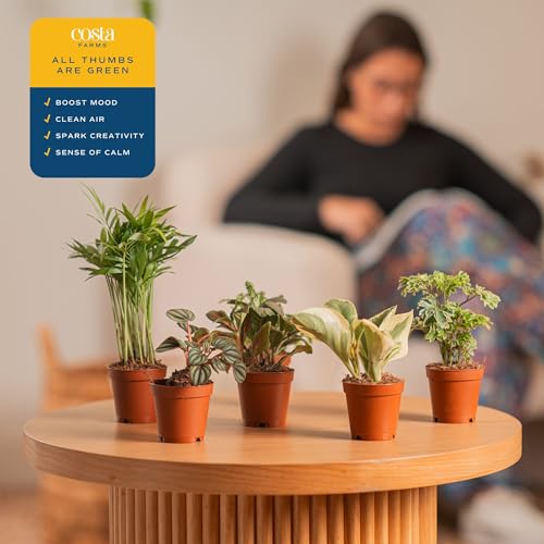 Costa Farms Live Mini Indoor Plants in Plastic Pots, Easy to Maintain, Air Purifying Houseplants, Home, Room, or Office Decor, House Warming or Birthday Gift, 4-6 Inches Tall, Pack of 6 - Image 6