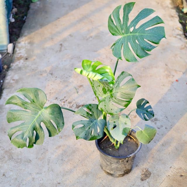 See full amazon price history chart for Monstera Deliciosa in 10 Inch Nursery Flower Plant Monstera Deliciosa in 10 Inch Nursery Flower Plant (B0CVVQQY2X) Amazon Price History, Amazon Price Tracker