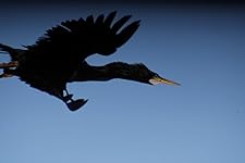 Review Image by Donald N. Henault Nd Donald N. Henault Nd