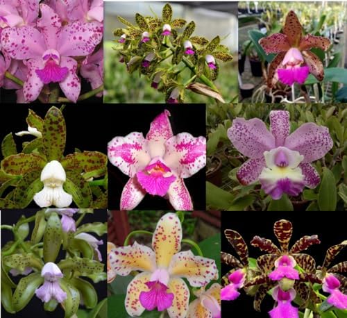 Kit 10 Orquídeas Cattleya Adultas Pintalgadas Sem Repetição