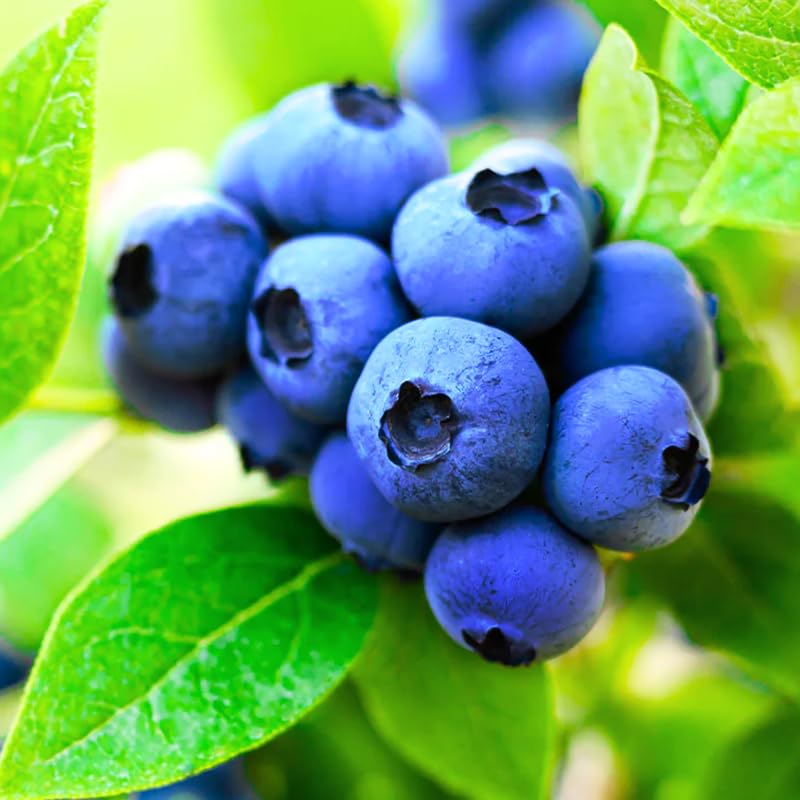 Duke Blueberry Plant In 1-Liter Pot - Early Season, Large Sweet Berries, Great For Mid-Atlantic & Northern Gardens
