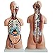 Produktbild Torso Anatomisches Modell Mannequin Torso Skeleton Human Anatomie Modell 19 Teile Organ Structure Model for Lehren Ressourcen Medical Anatomie Pädagogisches Lehrwerkzeug