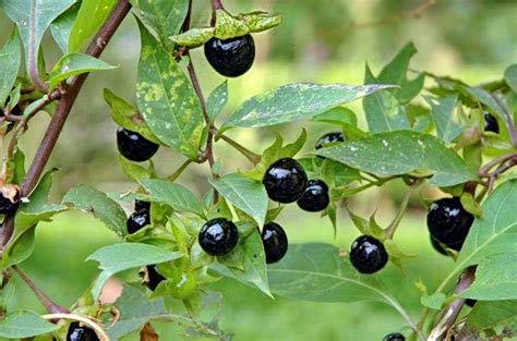 Generic Fresh 100pcs Edible Jabuticaba Fruit Seeds for Planting Black 3