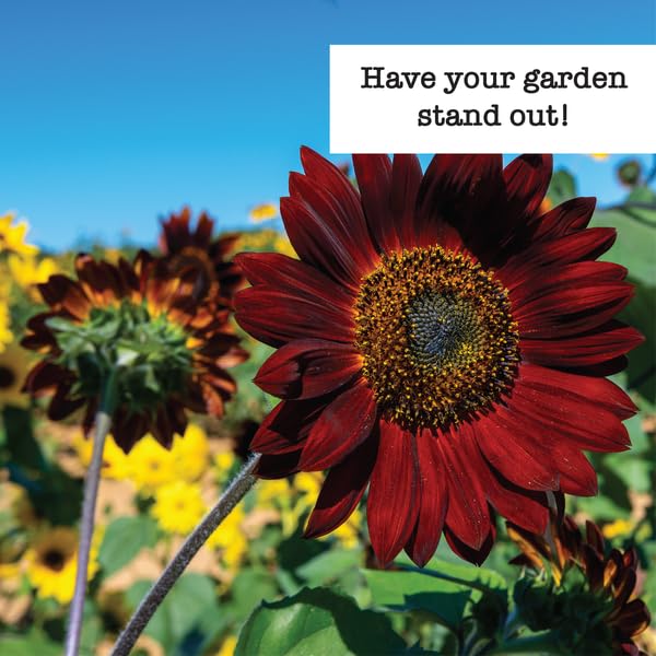 Image of Ferry Morse Sunflower Seeds - Attracts Pollinators, GMO Free, Full Sun - 7 Pack