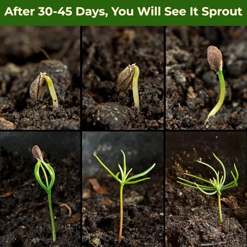 Equsym Bonsai Tree Kit - 5 Types Bonsai Tree Growing Set For Starter, Bonsai Tools Kit With Soil, Pots, Scissor, Plant Makers, Grow Bonsai Tree Indoor thumb #5