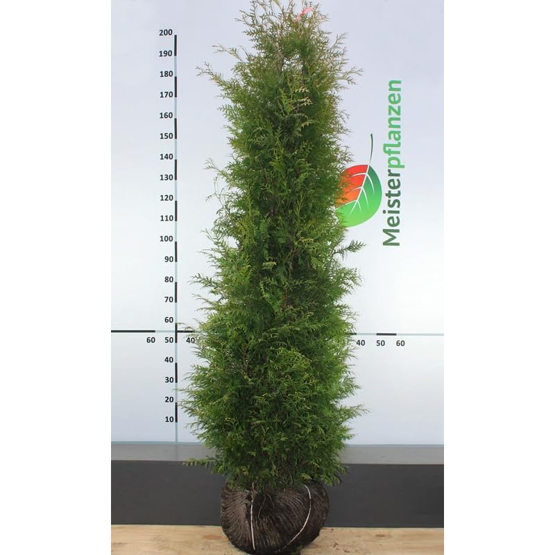Lebensbaum Thuja Brabant 200-225 cm. 10 Thuja Pflanzen. Sichtschutz Hecke