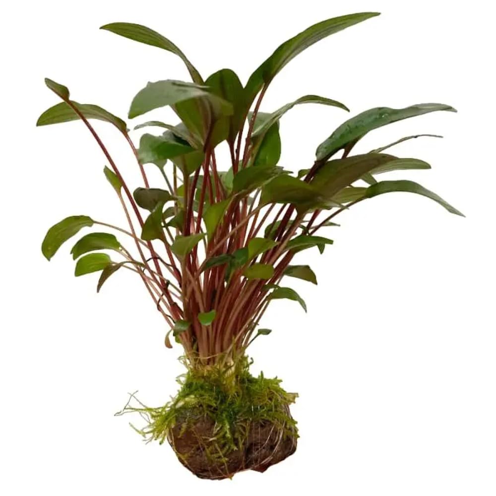 Cryptocoryne with Moss On Lava - Mini