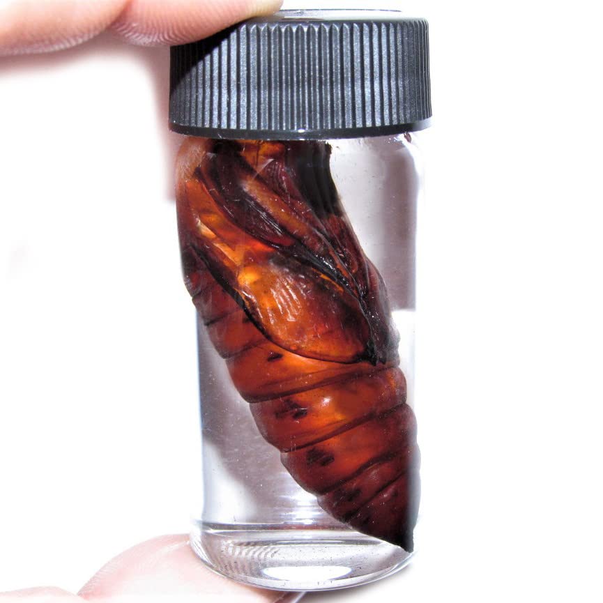 BicBugs Acherontia atropos pupa Silence of The Lambs Deaths Head Moth Preserved Cocoon Wet Specimen