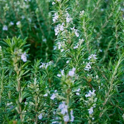 Image of live plants (ROSEMARY HERBS)