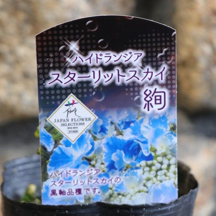 【花苗】ハイドランジア スターリットスカイ タグ付き正規品 紫陽花 あじさい スターリットスカイ「紫陽花」のアルバム-みんなの趣味の園芸1668676