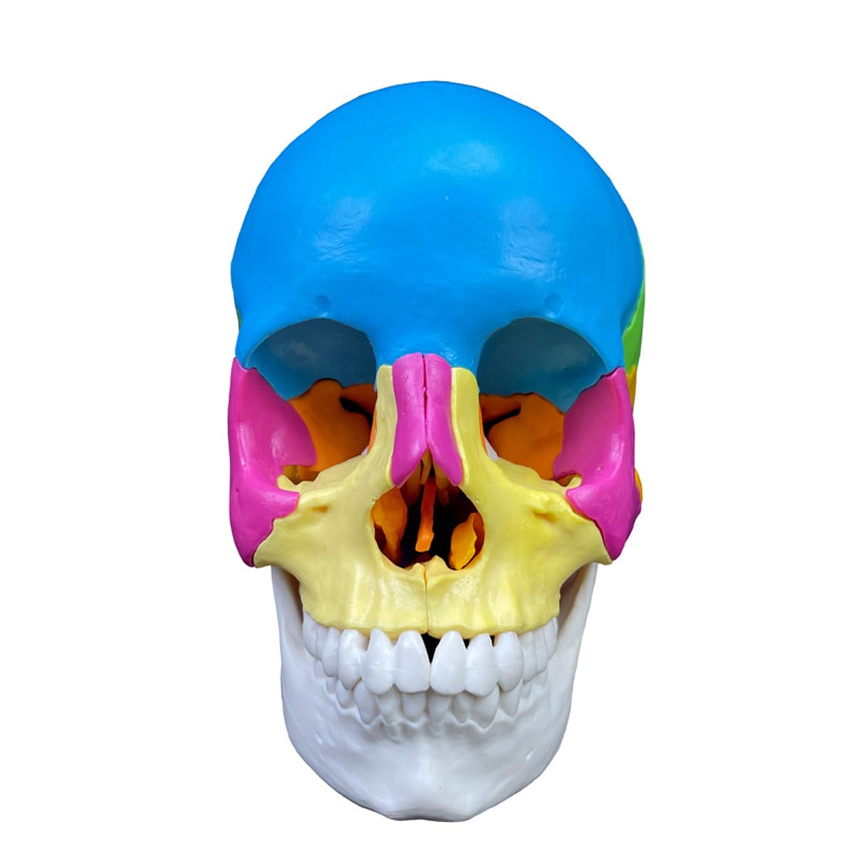 Rompecabezas De Modelo De Cráneo Humano, Modelo Anatómico Desmontable De 22 Piezas para Educación Médica, Equipo Didáctico Ideal para Clínicas Dentales Y Aprendizaje.