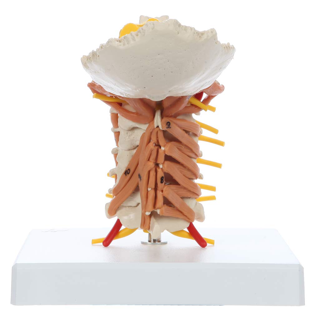Rudiger Anatomie Cervical Spine with Muscles and Ligaments, Life Size Numbered Spine, Includes Display Stand for Study and 5 Year Warranty