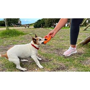 Van ness pets doggi catch and carry flying disc floating dog toy small orange   cucciolini doodles