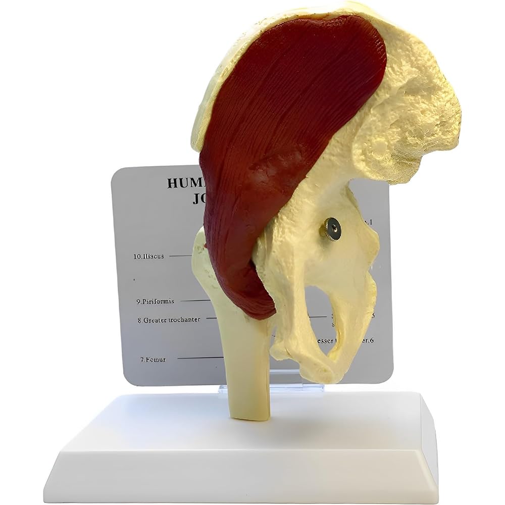 Model anatomii stawu biodrowego, model więzadła nerwu mięśniowego, model szkieletu prawego stawu biodrowego z mięśniami, do anatomii i fizjologii, edukacji naukowej