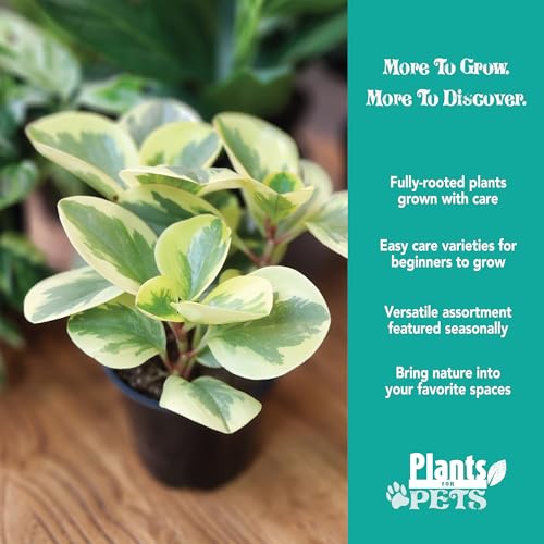 Essential Houseplant Collection (4PK) Live Plants Indoor Plants Live Houseplants in Plant Pots, Easy House Plants Indoors Live, Snake Plant, Pothos in Potting Soil, Clean Air Plants by Plants for Pets - Image 3