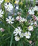 1 Pc 100 Pezzi/Lotto promione.Night Blooming Phlox, Piante casa Giardinaggio vasi da Fiori da Balcone Fiore plantas