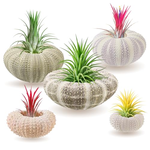 Image of ANPHSIN 5 Pack Mini Sea Urchin Shell Air Plant Holders, 5 Styles, No Plants | Decorative Hanging Air Plant Pot, Tillandsia Succulent Display Container for Home Gardening Gifts Beach Theme Party Decors