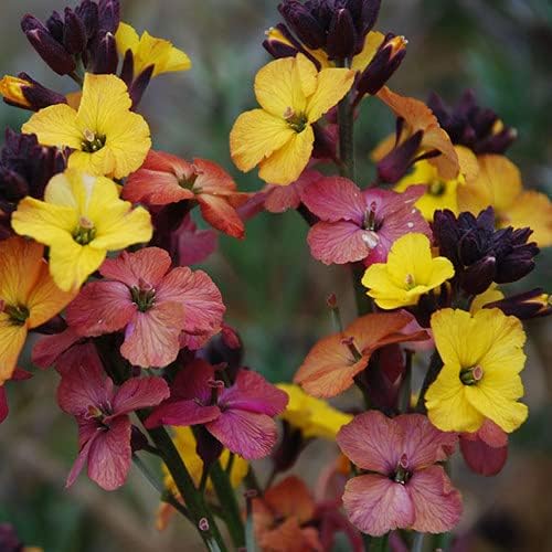 Plant World Seeds Erysimum Plantworld Rainbows Seeds Amazon.co.uk