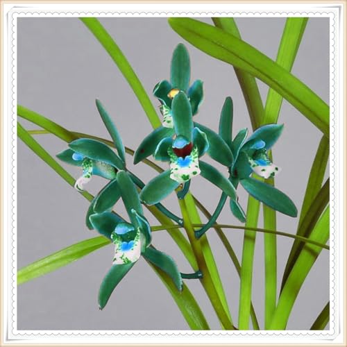 Bulbi perenni e brillanti di orchidee Cymbidium, piantagione professionale per splendide esposizioni da giardino, 3 lampadine-E