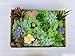 Lasimonne 16 Pcs Mini Artificial Succulent Flocking Plants Unpotted Faux Succulent Picks Fake Plants for Decoration