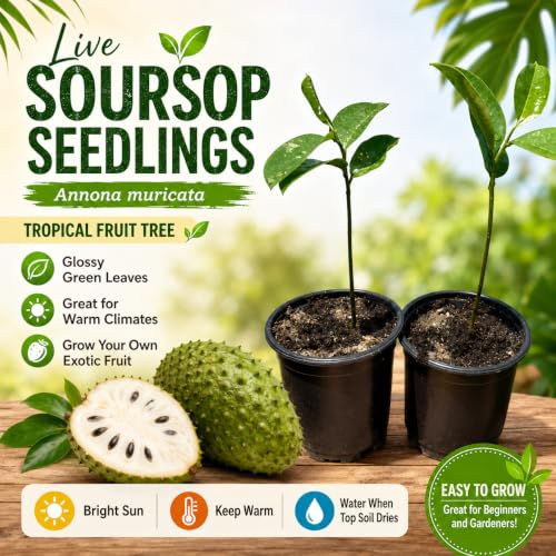 Organic Soursop Plant Live 4–7 Inch, Annona Muricata Guanabana Seedling in Jiffy Pellet, Graviola Tropical Fruit Tree Live Plant for Planting — view 6