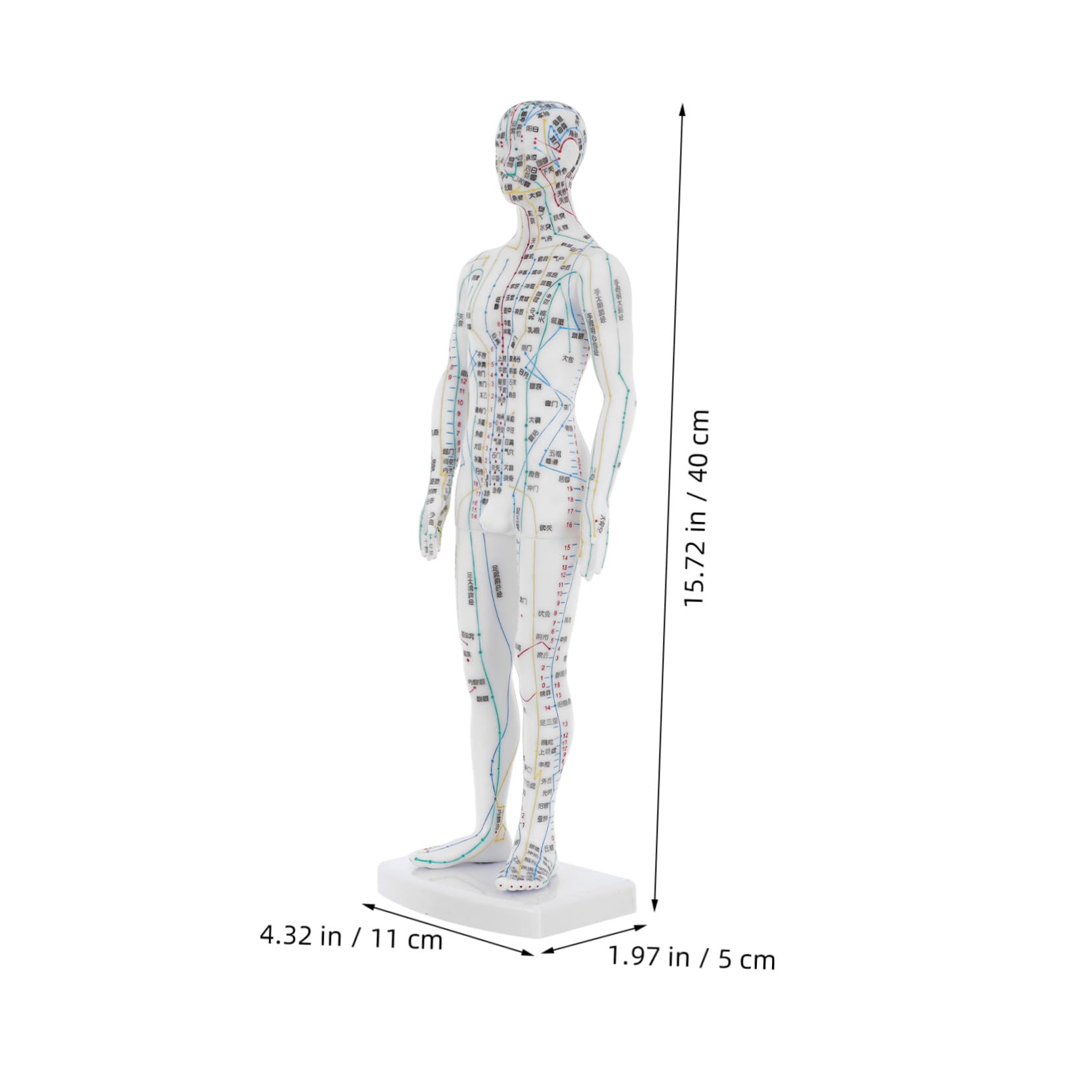 SHERCHPRY Model Anatomiczny Akupunktury Męski Realistyczna Makieta Meridianów i Punktów Uciskowych Trwały Manekin Do Nauki i Treningu Akupunkturzystów Pomoc Dydaktyczna dla Medycyny