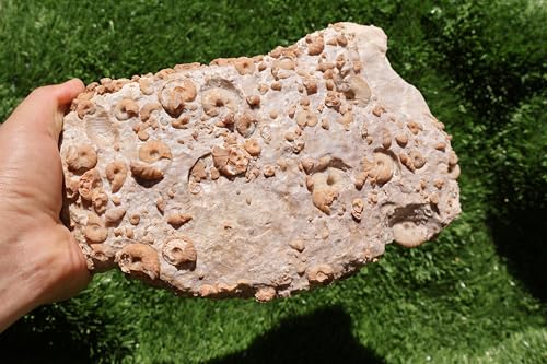 Image of Ammonites & Gastropods Plate Cretaceous Fossils Fossils from Morocco Fossil Rock ammonites Fossil from Morocco A212
