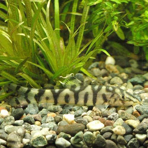 （熱帯魚）パキスタン・ローチ（２匹） 北海道・九州航空便要保温