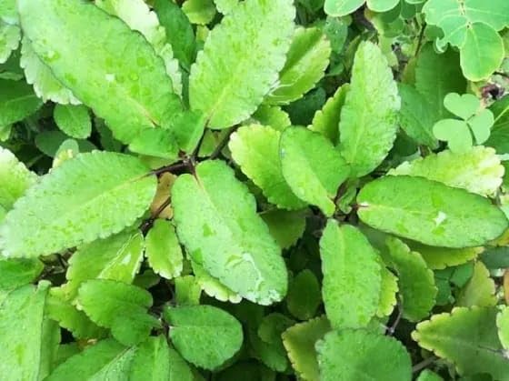 Image of Ayurvedic Patharchatta Panfuti Plant Live Bryophyllum Pinnatum for Natural Kidney Stone Relief Miracle Leaf Herb Fresh and Healthy with pot