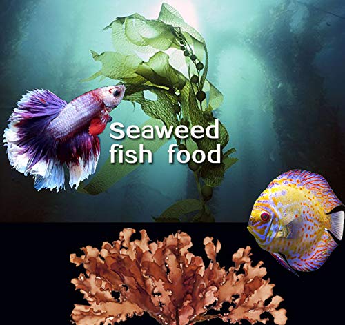Amzey 3 Pack Of Green Seaweed Marine Algae Fish Food thumb #3