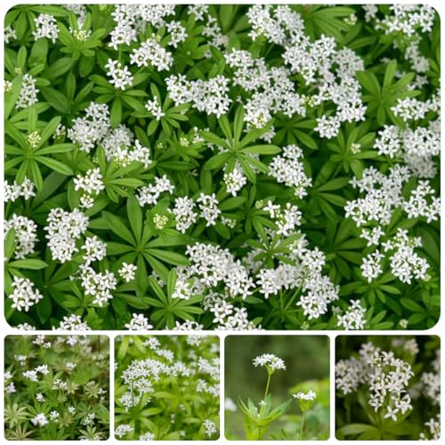 semillas de asperilla - Plantas aromáticas, flores de otoño resistentes, jardín de hierbas de interior, flores de primavera, semillas de bonsái semillas de plantas, plantas para 550pcs