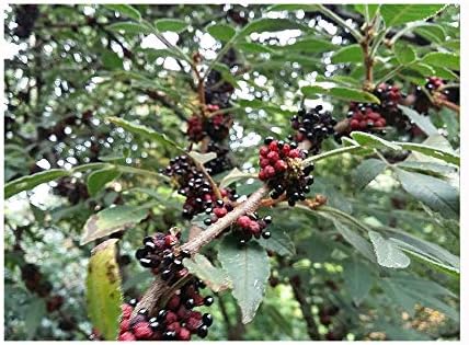 Rare, Lemon Pepper, ZANTHOXYLUM ACANTHOPODIUM, Andeliman, Thorny ...