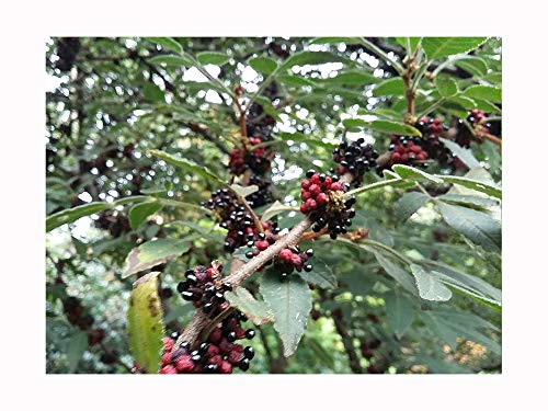 Rare, Lemon Pepper, ZANTHOXYLUM ACANTHOPODIUM, Andeliman, Thorny ...