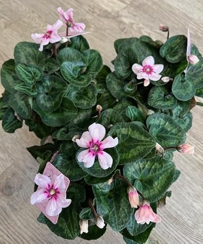 Ciclamino Illusia su vaso cm 11 in confezione da 3 piante