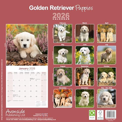 Golden Retriever Puppies Calendar 2026 Square Dog Puppy Breed Wall Calendar - 16 Month