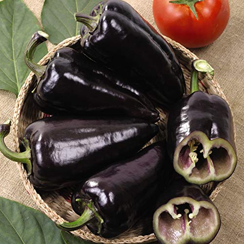 Vegetable Seed - Pepper Sweet Black Knight F1 Hybrid – Half - Hardy Annual –Bell Pepper - Easy to Grow – Kitchen Garden – Allotment – Grow Your own – 1 Packet (8 Seeds) by Thompson and Morgan